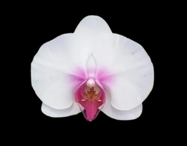 Phalaenopsis_seedlings_large_silver_(13_8)